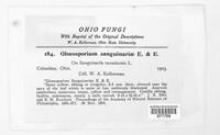 Image of Aureobasidium sanguinariae